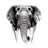 Éléphant tête d’éléphant