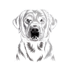 Labrador