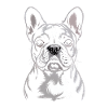 French Bulldog Frenchie