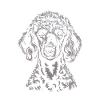 Poodle