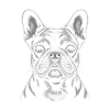 French Bulldog Frenchie