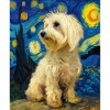 Havanese