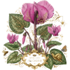 pink blossoms botanical blossoms alpine violets