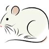 rat blanc