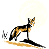 Jackal in the moonlight