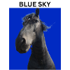 Ciel bleu et cheval