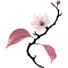 Delicate cherry blossom in ikebana style