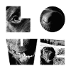 Black and White Dog Mosaic