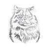 Chat