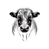 Vache