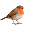 Robin
