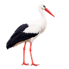 cigogne