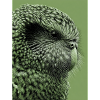 Kakapo illustration in green