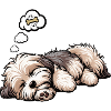 Havanese Havanese Owners Havanese Farmers