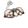Feeling Dog Tired Havanese Havanese Lovers