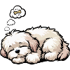 Havanese Havanese Owners Havanese Farmers