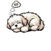 Feeling Dog Tired Havanese Havanese Lovers