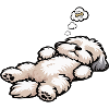 Havanese Havanese Owners Havanese Farmers