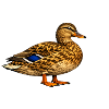 Mallard Duck