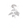 Parent de plante introverti