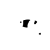 Shrimp Daddy Minimalist Graphic