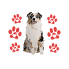 Mon chien est ma Valentine
