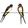 Hirondelles
