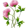 Fleur
