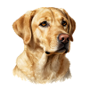 Portrait Golden Retriever