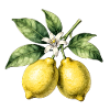 Citronniers Botaniques Aquarelle