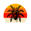 Équipe Tarentule Noire