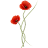 Red poppies elegant in ikebana style