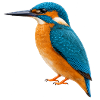 Bunter Eisvögel