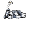 Feeling Dog Tired Schnauzer Schnauzer Owner