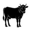 Vache