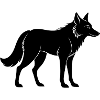 coyote