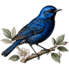 Oiseau bleu Mérion splendide (Malurus splendens)