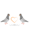 Taubenflüsterer brieftaubenzucht Taubenzüchter
