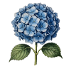 Illustration gravure d’un hortensia bleu