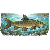 Barbel Fishing Fishing