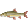 Pêche au barbeau Pêche