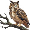 Eagle Owl Owl