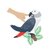 Hurts Parrot Graphic