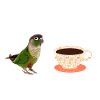Conure Kaffee Morgentee