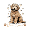 Race de chien Goldendoodle