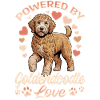 Race de chien Goldendoodle