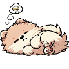 Hundemüde Zwergspitz Zwergspitze Spitzhund Spitz