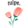 tulpe.