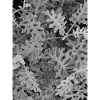 Cinéraire maritime Silver — Noir et blanc