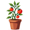 Tomato Plant